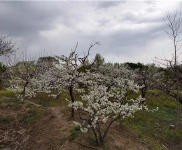 (出租) 龍潭區平房土地魚塘果園出租出售