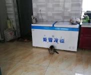 (出租) 蛟河天崗香水河村，獨門獨院