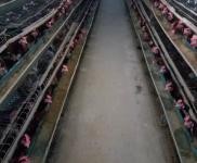 (出售)舒蘭 養(yǎng)雞場出售、轉(zhuǎn)讓，占地面積6000平