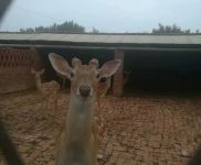 (出售) 公主嶺鹿場 離和平不遠 價格面議 有想買的聯(lián)系