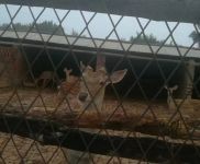 (出售) 公主嶺鹿場 離和平不遠 價格面議 有想買的聯系