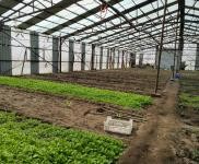 (出租)前郭 出租大棚1000,可做養(yǎng)殖,種植,鮮豐村,外帶地,有三項(xiàng)電,