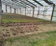 (出租)前郭 出租大棚1000,可做養(yǎng)殖,種植,鮮豐村,外帶地,有三項(xiàng)電,