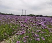 (出售) 前郭房廠出售 有空地，有廠房