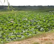 (出售) 出售前郭捌勃店高速口約一干米土地3萬平工業(yè)園區(qū)手續(xù)40年能更名