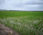 (出售)乾安 廠房圈舍出售院落有意者電話聊