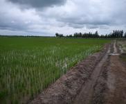 (出售)乾安 廠房圈舍出售院落有意者電話聊