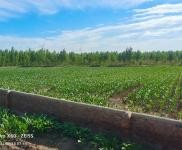 (出售) 通榆耕地三晌，樹地十余晌，養殖戶的