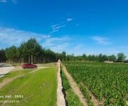 (出售) 通榆耕地三晌，樹地十余晌，養(yǎng)殖戶的