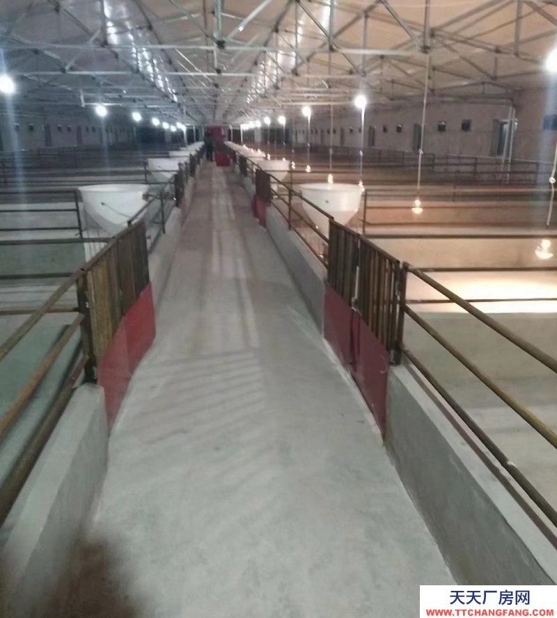 (出售) 出售年出欄2000頭豬場，售價21萬