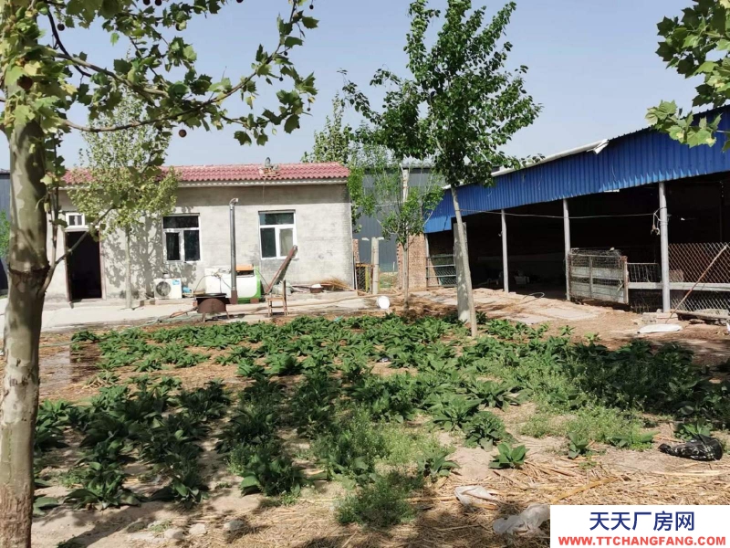 邢臺(tái) 任縣  (出租) 大豆村村北，總面積6畝，車(chē)間，庫(kù)房，鋼棚結(jié)構(gòu)共1100平方