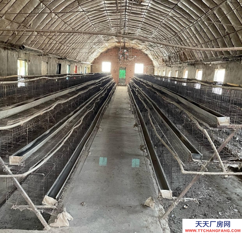 (出租) 養雞，養豬，養羊， 養牛，