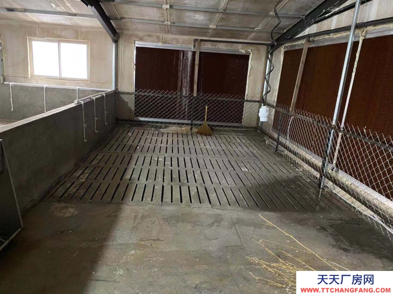 邢臺 廣宗  (出租) 自建養豬場，可容納1800頭肥豬歡迎老板咨詢