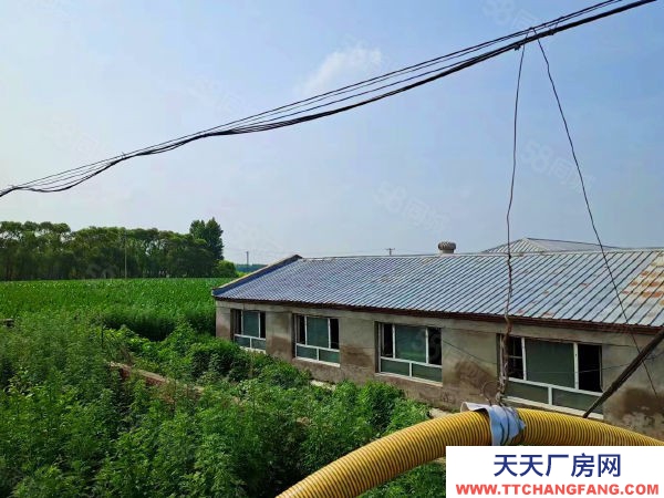 哈爾濱呼蘭區(qū)獨門獨院5400米養(yǎng)殖場出租出售，養(yǎng)豬場豬舍租售