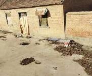 (出租) 周口淮陽1.5畝農家大院，院內十多間瓦房，一個彩鋼大棚。