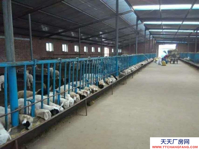 (出售) 武川出售(合作)一處廠房 可養(yǎng)殖豬牛羊家禽等 交通便利 設(shè)施齊全