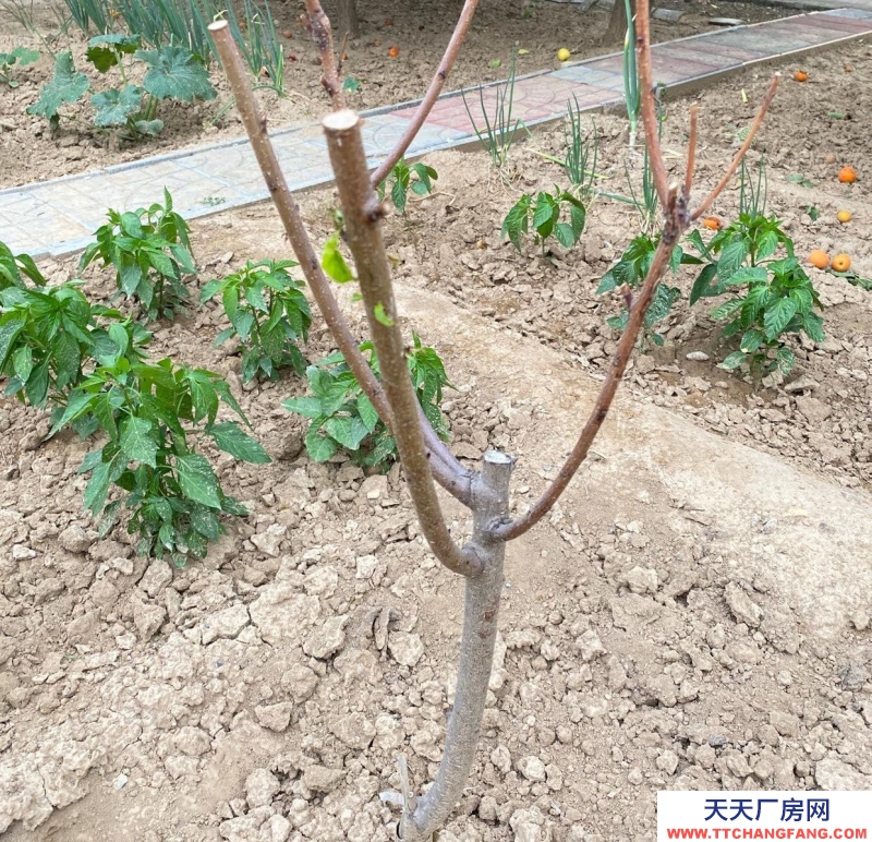 張家口 懷來 (出售) 出售大面積茶葉及相關制品廠房位置優越