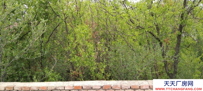 張家口 懷來 (出售) 宗家洼村4間平房大院一處宅可養殖