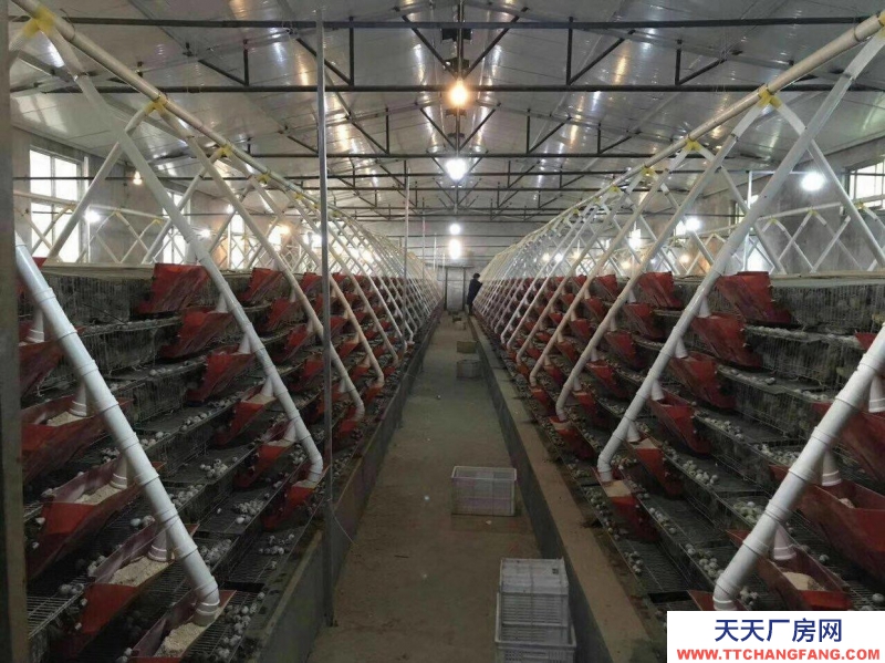 (出租) 出租九原牛場全自動鵪鶉養殖場