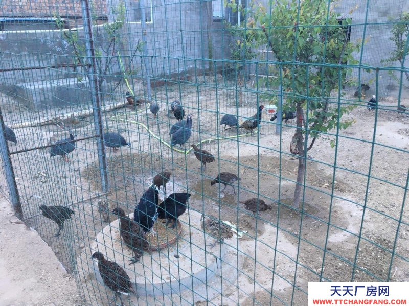 (出租) 出租九原牛場全自動鵪鶉養殖場