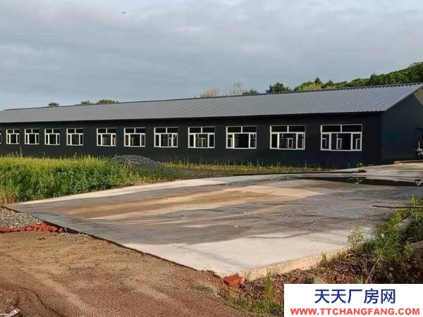 五常養豬場，（全新豬場）