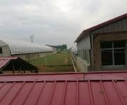 (出售)信陽固始住房2間，牛圈，羊圈，鵝棚，養(yǎng)雞場(chǎng)，魚塘，龍蝦塘