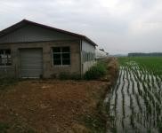 (出售)信陽(yáng)固始住房2間，牛圈，羊圈，鵝棚，養(yǎng)雞場(chǎng)，魚(yú)塘，龍蝦塘