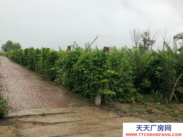 鐵峰有住房3間，倉房一百五平，前后院子近2千平，果樹一百來棵