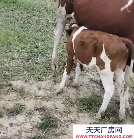 昂昂溪黑龍江齊齊哈爾出租出售廠房可養(yǎng)殖奶牛