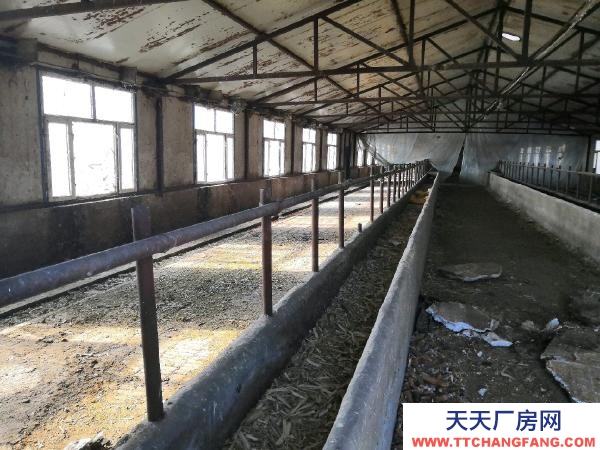 龍江養殖廠出租，低價出售，整體面積10000平方左右。