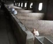 (出售)駐馬店確山 豬場出租或出售！！！