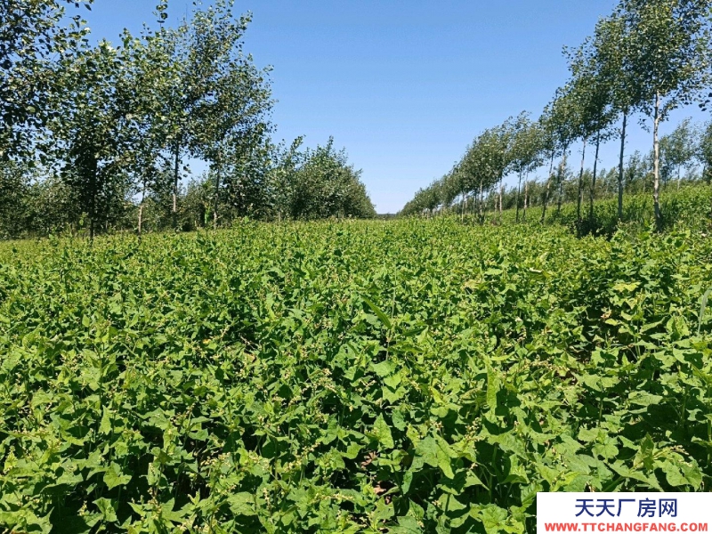 (出租)通遼廠房 房屋可制作門窗，裝修公司等