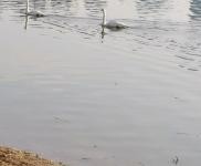 (出租) 三門峽陜州大道匯能電廠東門口，獨門獨院，水電齊全，