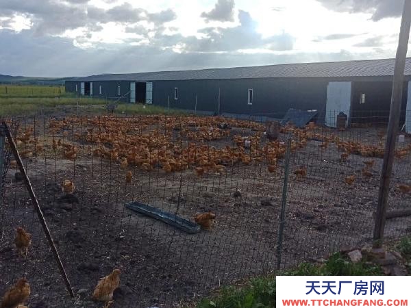 (出售) 免渡河小北村養殖場出售