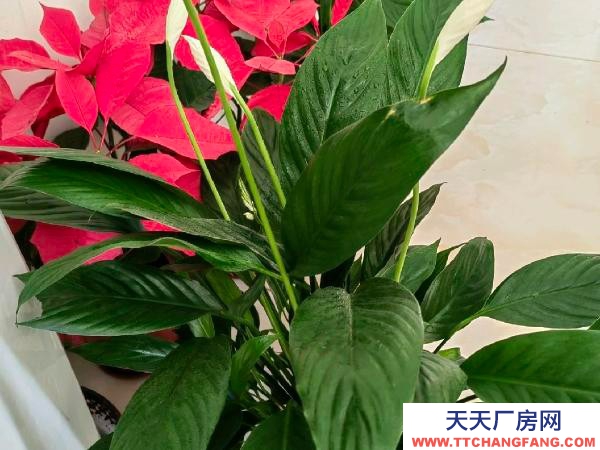 (出租) 鶴壁淇濱臨近市區，高鐵站，獨門獨院臨大街