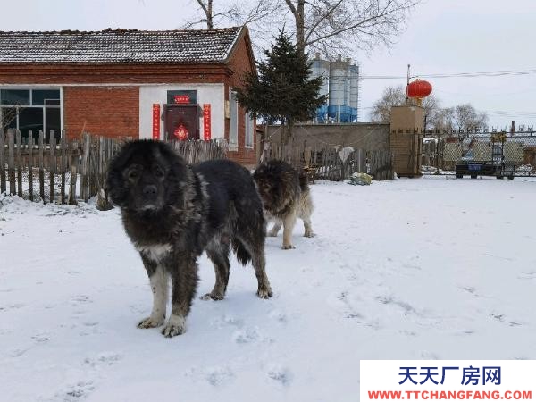 梅林廠房面積2千平，院子3千平。適合生產(chǎn)、養(yǎng)殖、倉(cāng)儲(chǔ)。