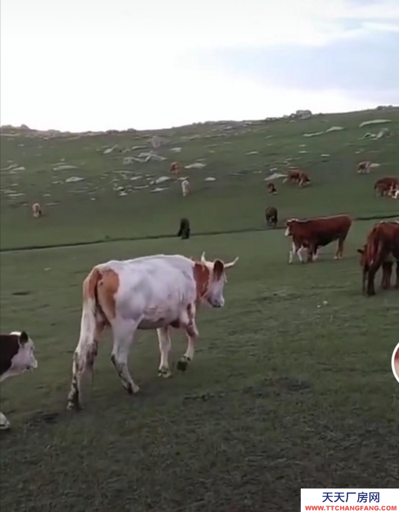 (出售) 烏蘭察布兩畝半大院廠房手續(xù)集寧機場北3公里大十號村